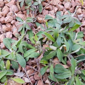 Photographie n°2298303 du taxon Hieracium pilosella L.