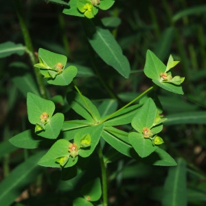  - Euphorbia dulcis f. incompta 