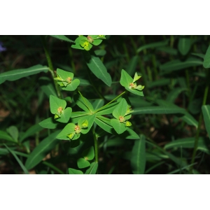 Euphorbia dulcis subsp. incompta (Ces.) Nyman f. incompta