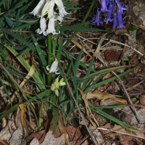 Photographie n°2298318 du taxon Hyacinthoides non-scripta (L.) Chouard ex Rothm. [1944]