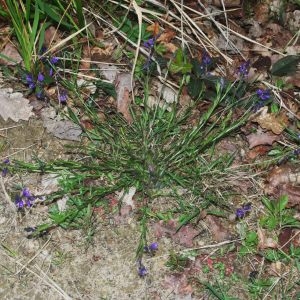 Photographie n°2298320 du taxon Polygala vulgaris L. [1753]