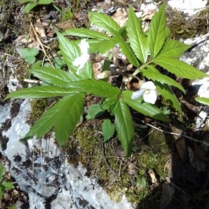 Photographie n°2298385 du taxon Cardamine heptaphylla (Vill.) O.E.Schulz [1903]