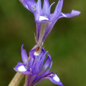 Photographie n°2298398 du taxon Moraea sisyrinchium (L.) Ker Gawl. [1805]