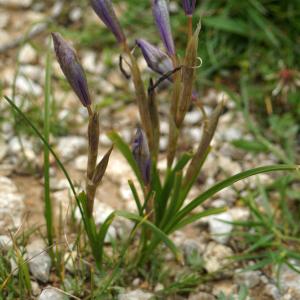 Photographie n°2298400 du taxon Moraea sisyrinchium (L.) Ker Gawl. [1805]