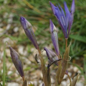 Photographie n°2298401 du taxon Moraea sisyrinchium (L.) Ker Gawl. [1805]