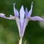  Liliane Roubaudi - Moraea sisyrinchium (L.) Ker Gawl. [1805]