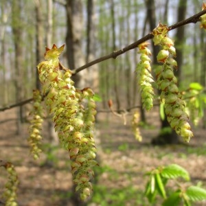 Photographie n°2298428 du taxon Carpinus betulus L.