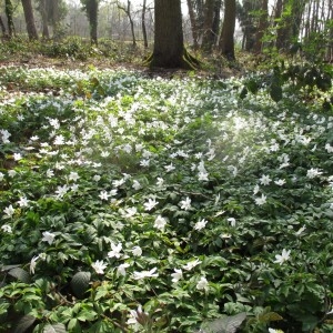 Photographie n°2298430 du taxon Anemone nemorosa L.