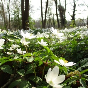 Photographie n°2298431 du taxon Anemone nemorosa L.