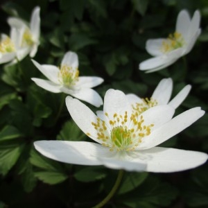 Photographie n°2298432 du taxon Anemone nemorosa L.