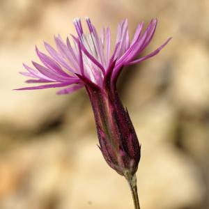 Photographie n°2298579 du taxon Crupina crupinastrum (Moris) Vis. [1847]