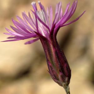 Photographie n°2298580 du taxon Crupina crupinastrum (Moris) Vis. [1847]