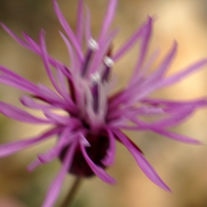 Photographie n°2298581 du taxon Crupina crupinastrum (Moris) Vis. [1847]