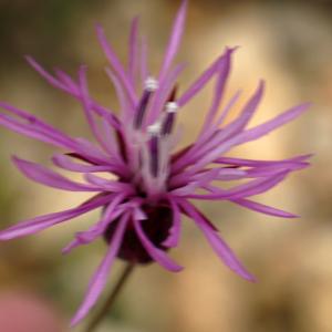 Photographie n°2298582 du taxon Crupina crupinastrum (Moris) Vis. [1847]
