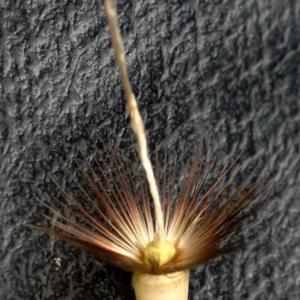 Photographie n°2298583 du taxon Crupina crupinastrum (Moris) Vis. [1847]