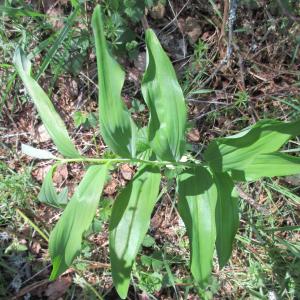 Photographie n°2298604 du taxon Polygonatum multiflorum (L.) All.