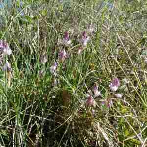 Photographie n°2298607 du taxon Polygala vulgaris L. [1753]