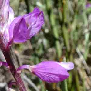 Photographie n°2298608 du taxon Polygala vulgaris L. [1753]