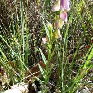 Photographie n°2298610 du taxon Polygala vulgaris L. [1753]