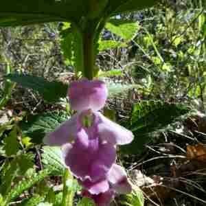 Photographie n°2298619 du taxon Melittis melissophyllum L.