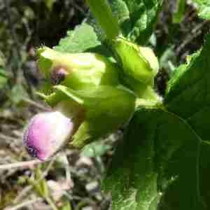 Photographie n°2298622 du taxon Melittis melissophyllum L.