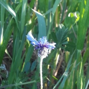 Photographie n°2298640 du taxon Cyanus segetum Hill [1762]