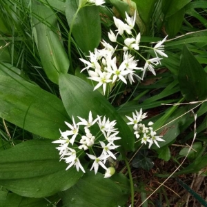 Photographie n°2298671 du taxon Allium ursinum L. [1753]