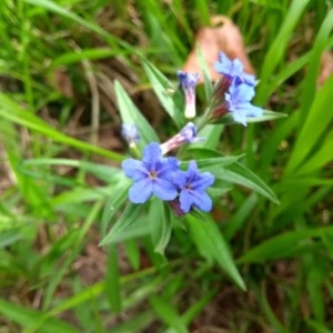 Photographie n°2298674 du taxon Buglossoides purpurocaerulea (L.) I.M.Johnst. [1954]