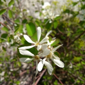 Photographie n°2298676 du taxon Amelanchier ovalis Medik. [1793]