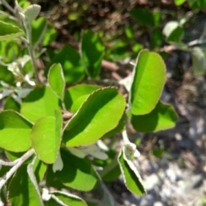 Photographie n°2298677 du taxon Amelanchier ovalis Medik. [1793]