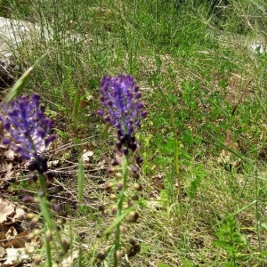 Photographie n°2298680 du taxon Muscari comosum (L.) Mill. [1768]