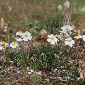 Photographie n°2298695 du taxon Helianthemum apenninum (L.) Mill.