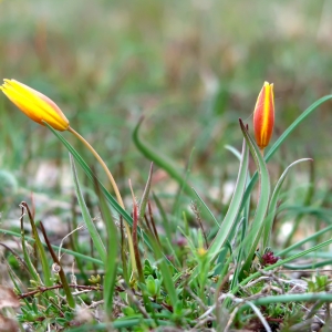 Photographie n°2298712 du taxon Tulipa sylvestris subsp. australis (Link) Pamp.