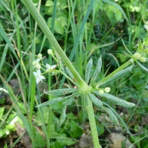 Photographie n°2298717 du taxon Galium album Mill. [1768]