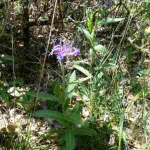 Photographie n°2298727 du taxon Cyanus montanus (L.) Hill [1768]