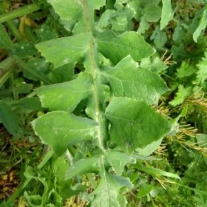 Photographie n°2298737 du taxon Sonchus oleraceus L. [1753]