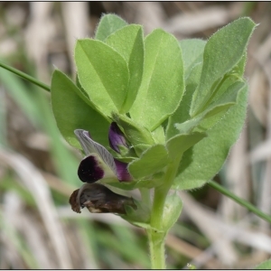 Photographie n°2298765 du taxon Vicia narbonensis L. [1753]