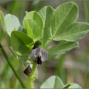 Photographie n°2298766 du taxon Vicia narbonensis L. [1753]