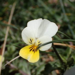 Photographie n°2298820 du taxon Viola tricolor L. [1753]