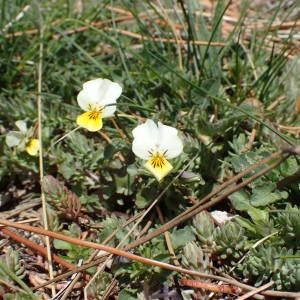 Photographie n°2298822 du taxon Viola tricolor L. [1753]