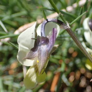 Photographie n°2298824 du taxon Viola tricolor L. [1753]