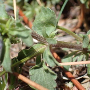 Photographie n°2298825 du taxon Viola tricolor L. [1753]