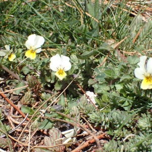 Photographie n°2298826 du taxon Viola tricolor L. [1753]
