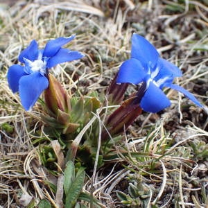 Photographie n°2298873 du taxon Gentiana verna L. [1753]