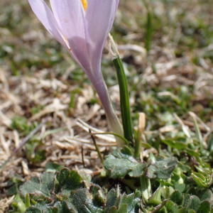 Photographie n°2298880 du taxon Crocus vernus (L.) Hill [1765]