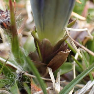 Photographie n°2298887 du taxon Gentiana alpina Vill. [1779]