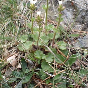 Photographie n°2298892 du taxon Saxifraga granulata L.