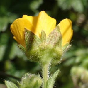 Photographie n°2298946 du taxon Geum sylvaticum Pourr. [1788]