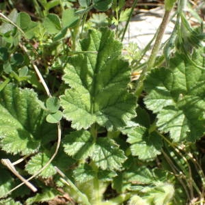 Photographie n°2298947 du taxon Geum sylvaticum Pourr. [1788]