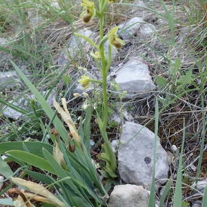 Photographie n°2298950 du taxon Ophrys virescens Philippe